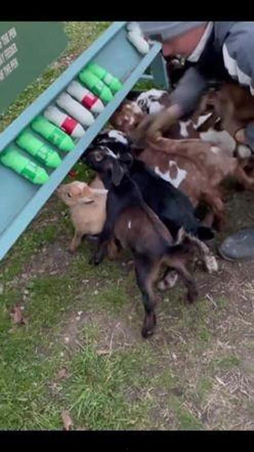 吃瓜娱乐咩咩羊,揭秘娱乐圈幕后故事  第2张